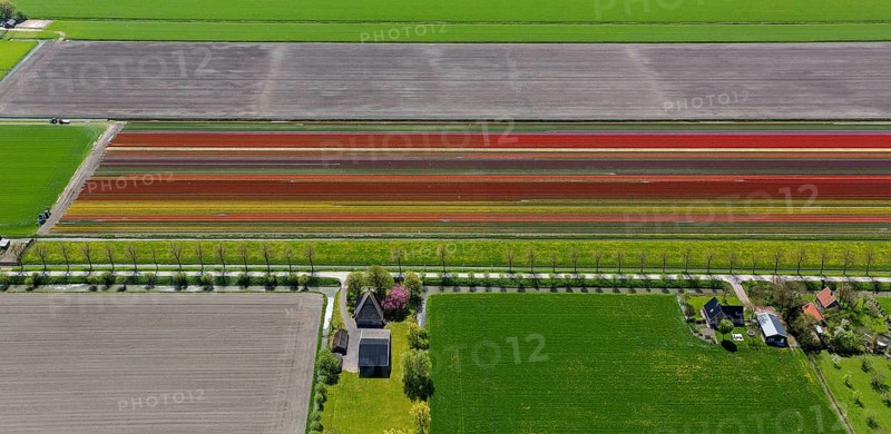 Tulip fields
