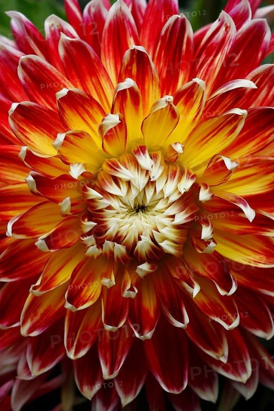 Dahlia 'Akita' (Dahlia 'Akita')