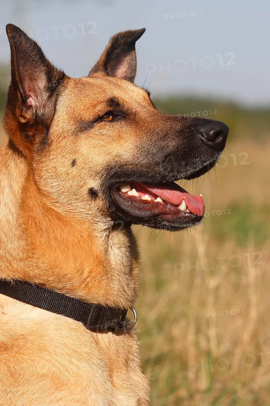 German Shepherd mixed breed