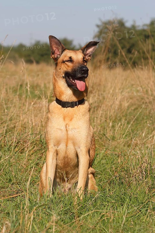German Shepherd mixed breed sitting in tall grass