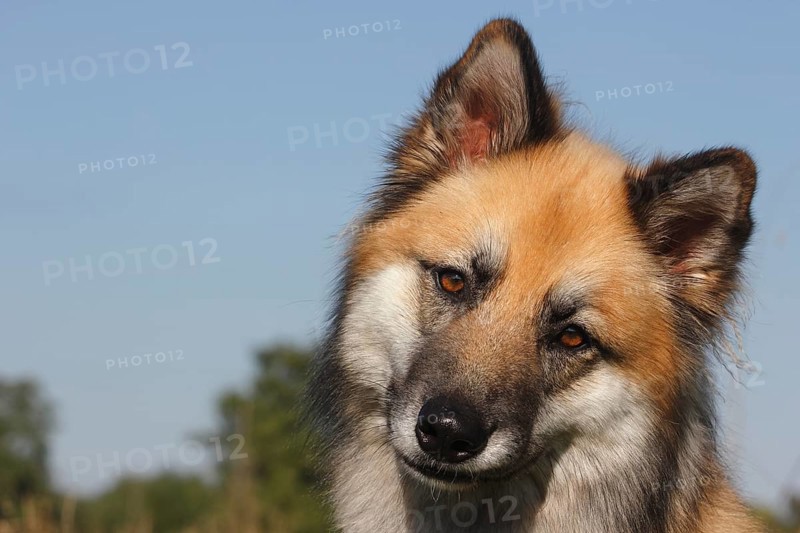 Harzer Fuchs mixed breed