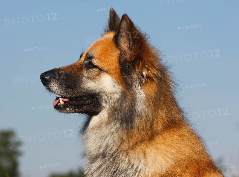 Harzer Fuchs mixed breed