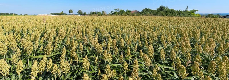 Millet field