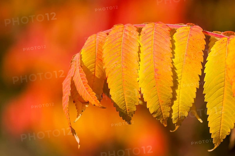 Staghorn Sumac (Rhus typhina)