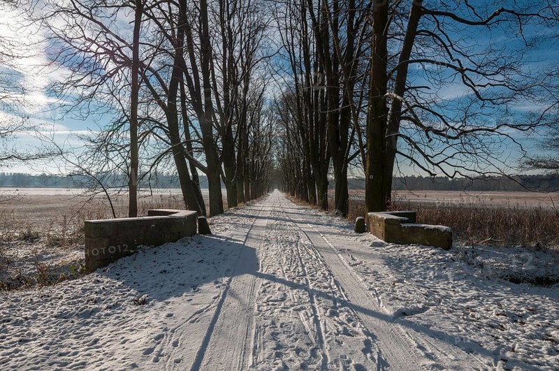 Winter at a horse chestnut avenue in the Moenchbruch nature reserve
