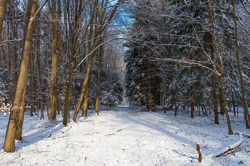 Snow-covered woodland path