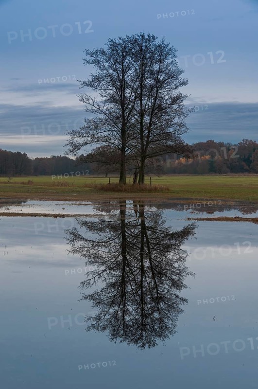 Several black alder trees (Alnus glutinosa) with reflections in flooded floodplains in late autumn