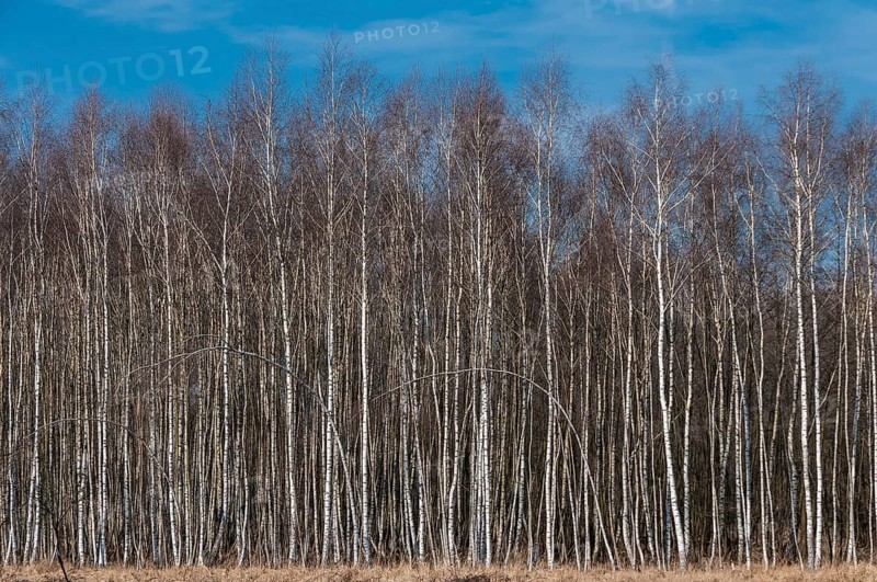 Birch plantation