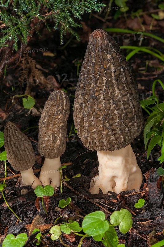 Black Morel (Morchella elata) on bark mulch