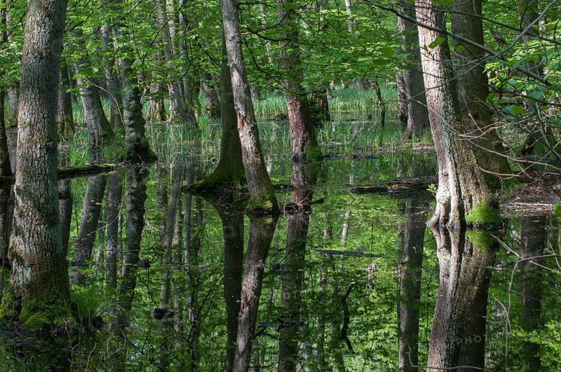 Alluvial forest in spring
