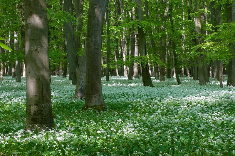 Ramsons