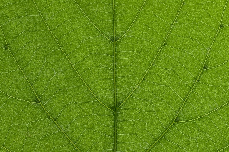 Leaf structure of a Large-leaved Lime (Tilia platyphyllos) in transmitted light