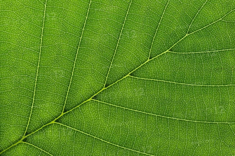 Leaf structure of a Black Alder (Alnus glutinosa) in transmitted light