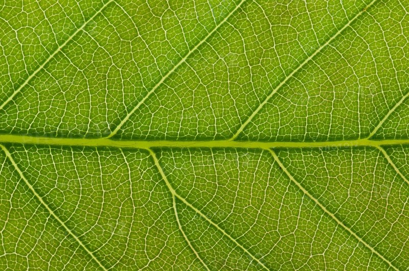 Leaf structure of a Sweet Chestnut (Castanea sativa) in transmitted light