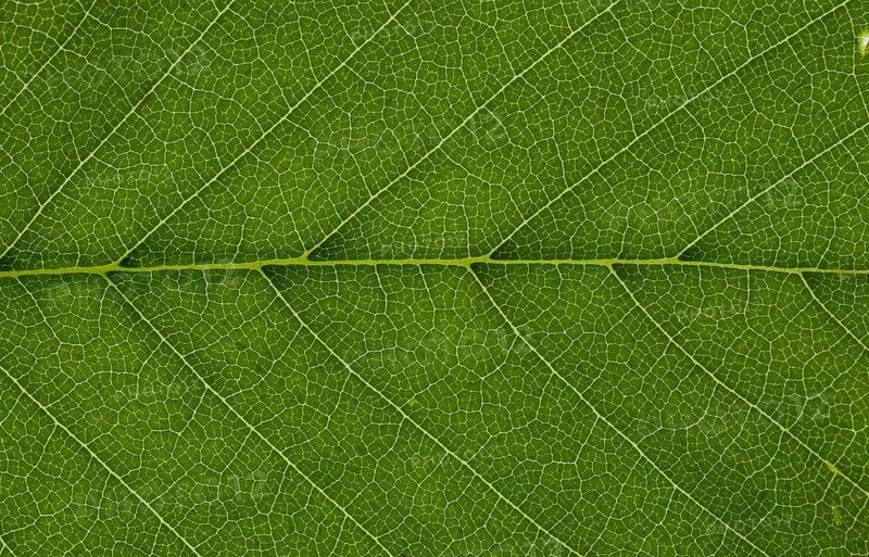 Leaf structure of a Field Elm (Ulmus carpinifolia) in transmitted light