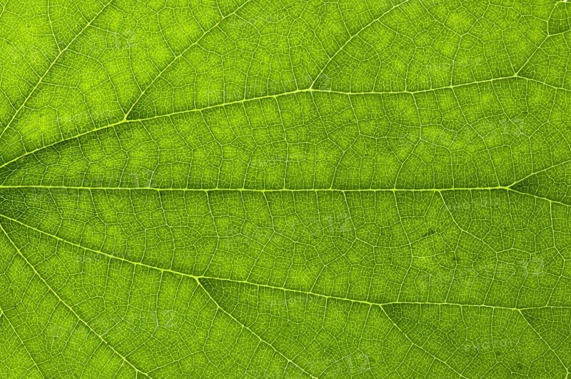 Leaf structure of a Great Nettle (Urtica dioica) in transmitted light