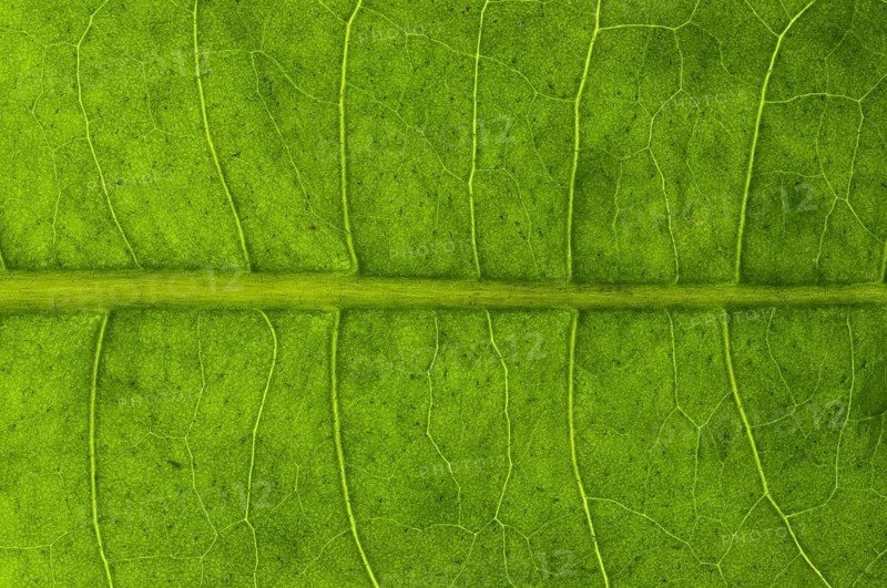 Leaf structure of a Dandelion (Taraxacum officinale) in transmitted light
