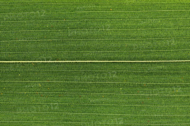 Leaf structure of Bamboo (Bambuseae) in transmitted light