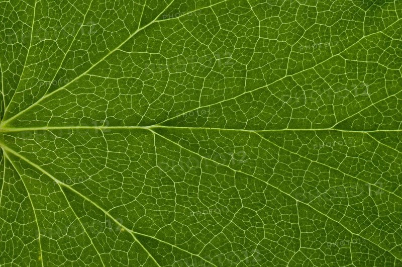 Leaf structure of a Red-flowering Currant (Ribes sanguineum)