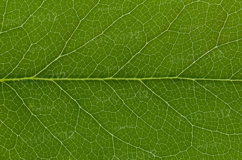 Leaf structure of Holly (Ilex sp.)