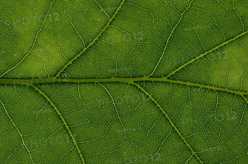 Leaf structure of an English Oak (Quercus robur)