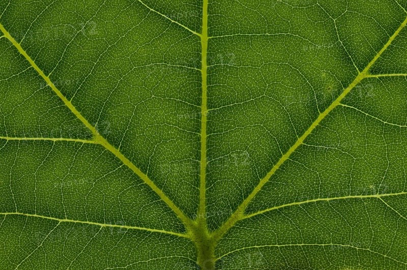 Leaf structure of a London Planetree