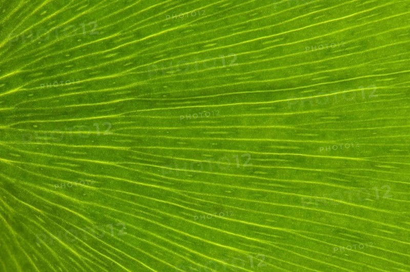Leaf structure of a Ginkgo (Ginkgo biloba)
