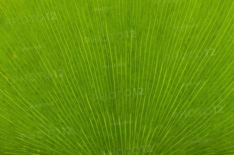 Leaf structure of a Ginkgo (Ginkgo biloba)