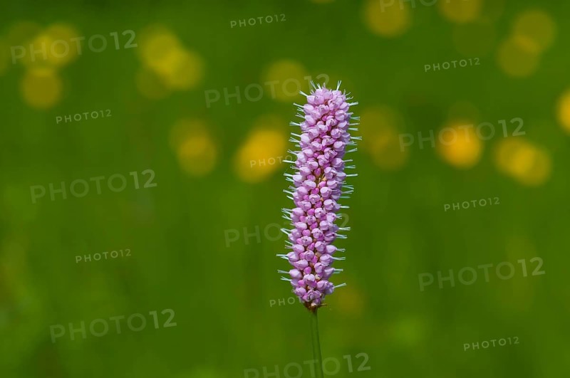 Flowering Bistort (Bistorta officinalis)