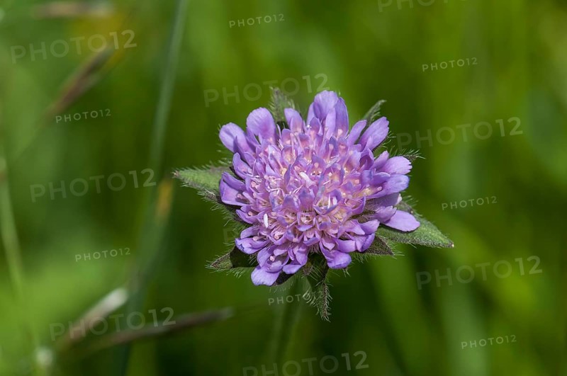 Blossoming Field Scabious (Knautia arvensis)
