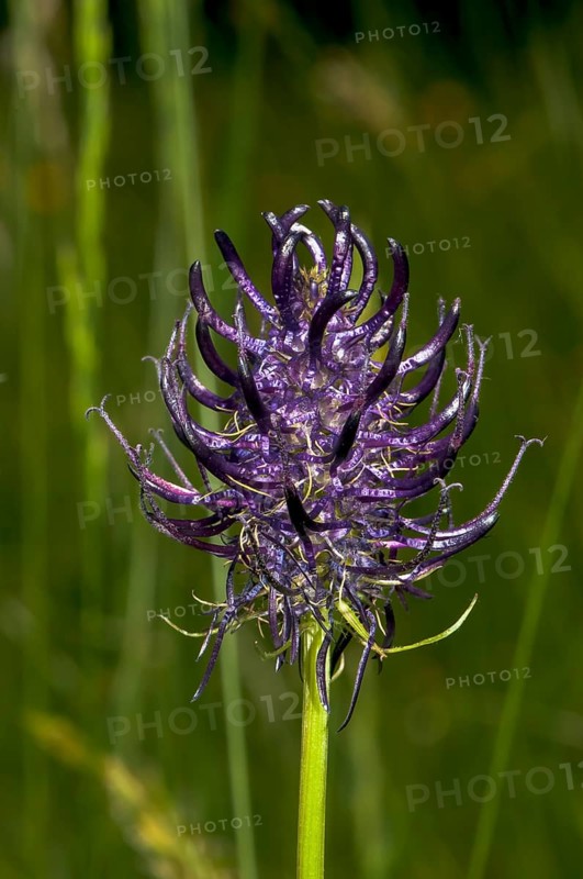 Blossoming Black Rampion (Phyteuma nigrum)