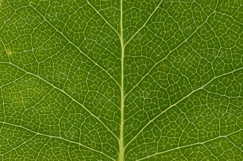 Leaf structure of the Tulip Tree (Liriodendron tulipifera)