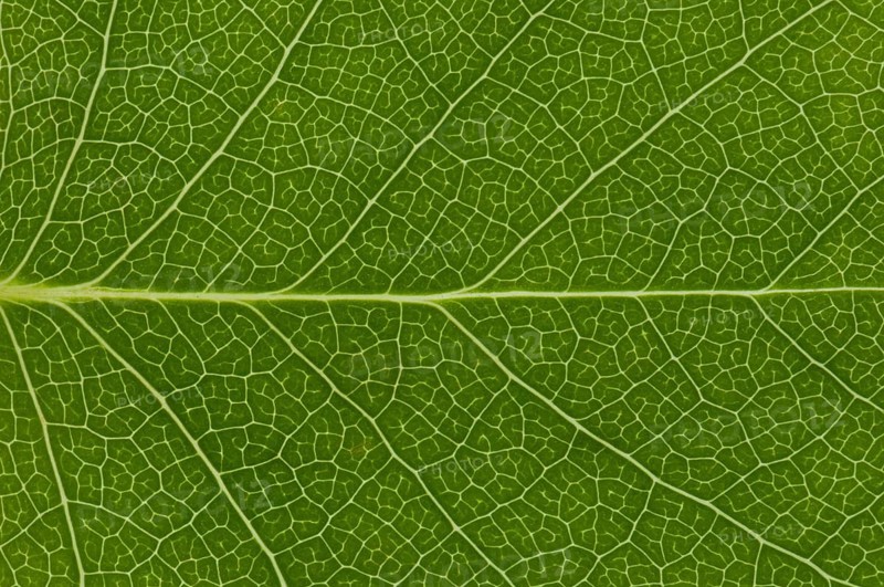 Leaf structure of the Tulip Tree (Liriodendron tulipifera)