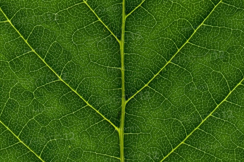Leaf structure of the Common Horsechestnut (Aesculus hippocastanum)