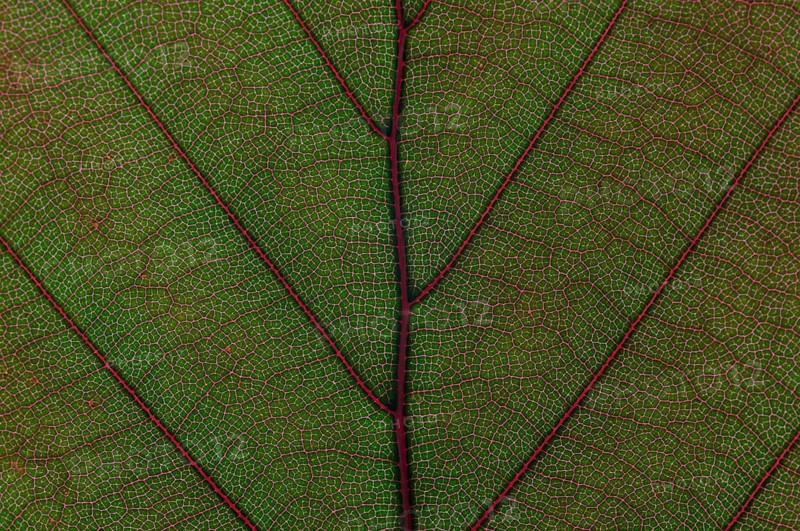 Leaf structure of the Copper Beech (Fagus sylvatica f. purpurea)