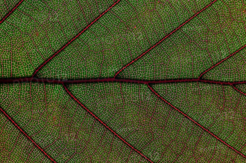 Leaf structure of the Copper Beech (Fagus sylvatica f. purpurea)