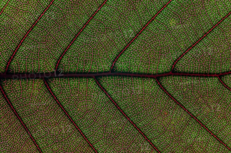 Leaf structure of the Copper Beech (Fagus sylvatica f. purpurea)