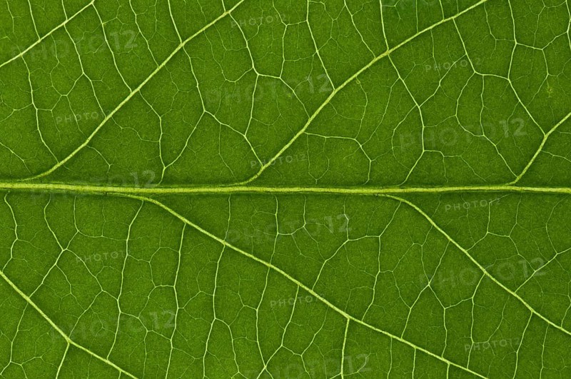 Leaf structure of the Black Elderberry (Sambucus nigra)