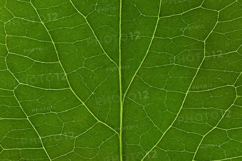 Leaf structure of the Black Elderberry (Sambucus nigra)