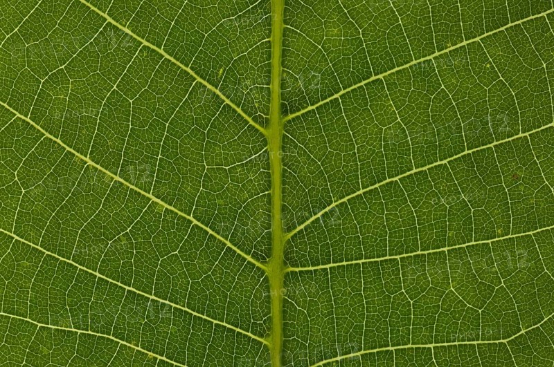 Leaf structure of the Persian Walnut or Common Walnut (Juglans regia)