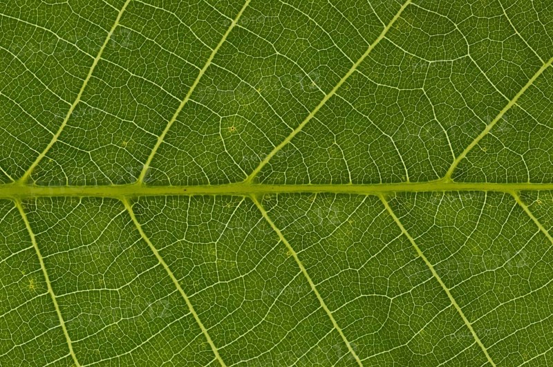 Leaf structure of the Persian Walnut or Common Walnut (Juglans regia)