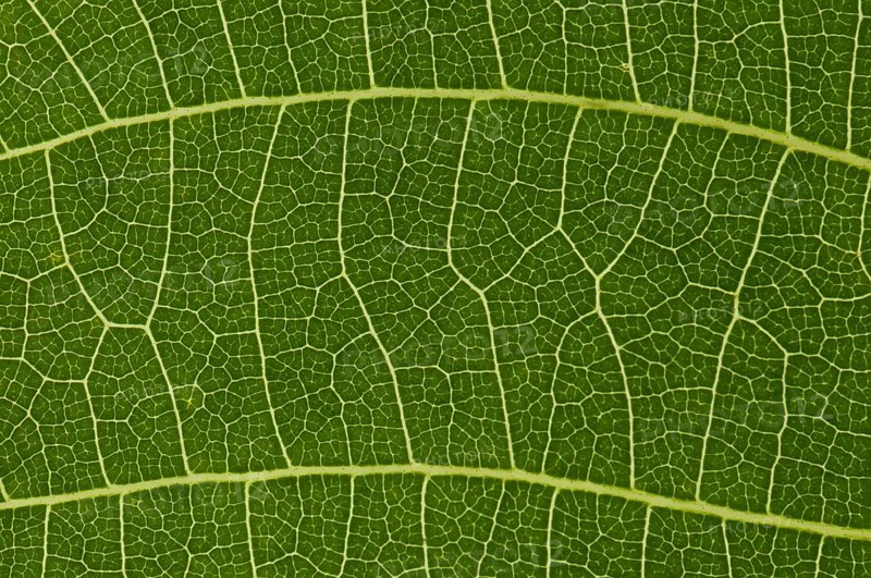 Leaf structure of the Persian Walnut or Common Walnut (Juglans regia)