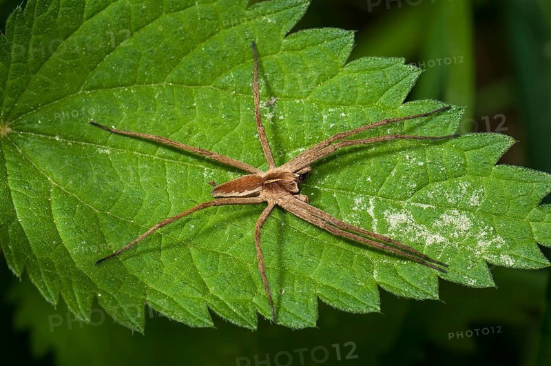 Nursery web spider species (Pisaura mirabilis) on Stinging Nettle (Urtica dioica)