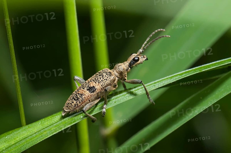 Blackspotted Pliers Support Beetle (Rhagium mordax)