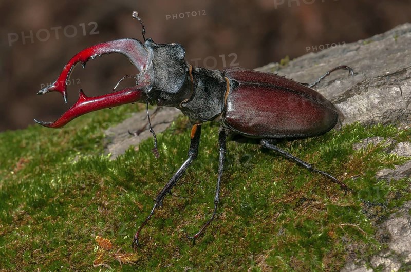 Stag Beetle (Lucanus cervus)