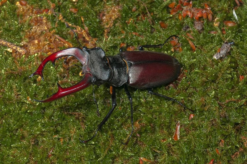 Stag Beetle (Lucanus cervus)