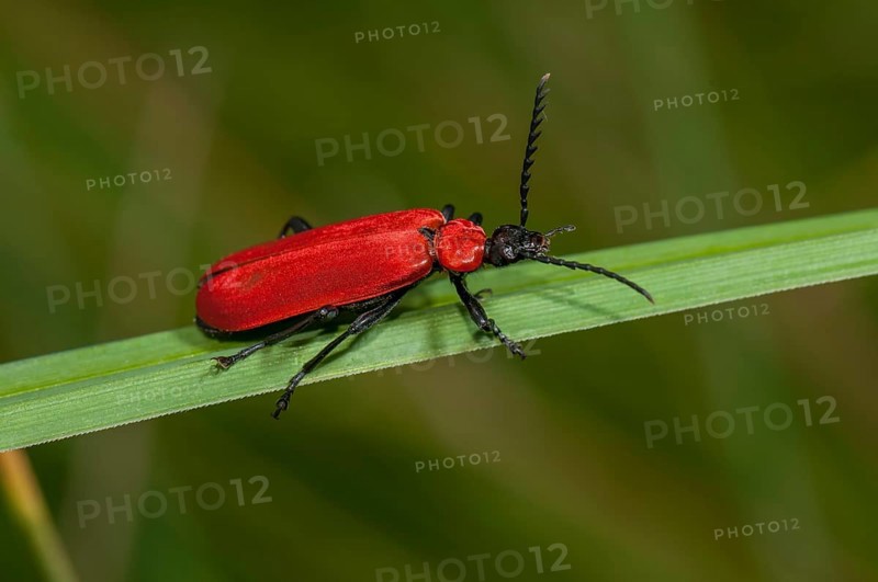 Cardinal Beetle (Pyrochroa coccinea)