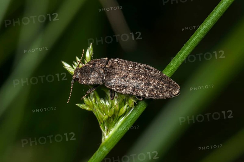 Click beetle species (Adelocera murina)