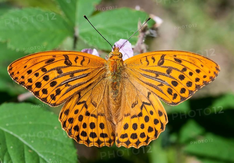 Silver-washed Fritillary (Argynnis paphia) on a bramble flower