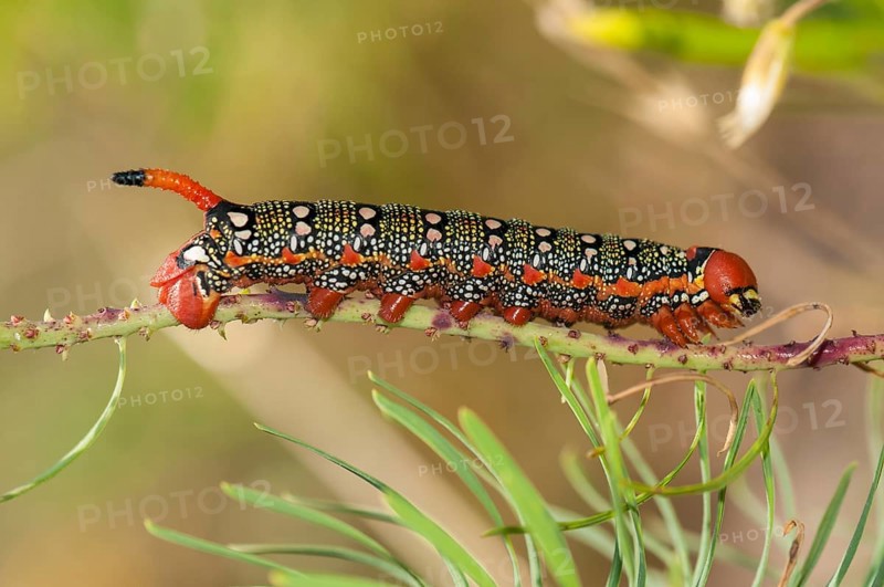Spurge Hawk-moth (Hyles euphorbiae)